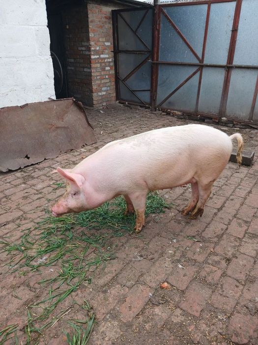Продам свиню на м'ясо
