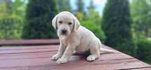 Suczka labrador retriever piesek