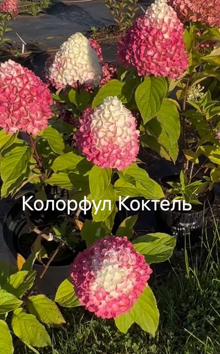 Волотиста гортензія метельчата