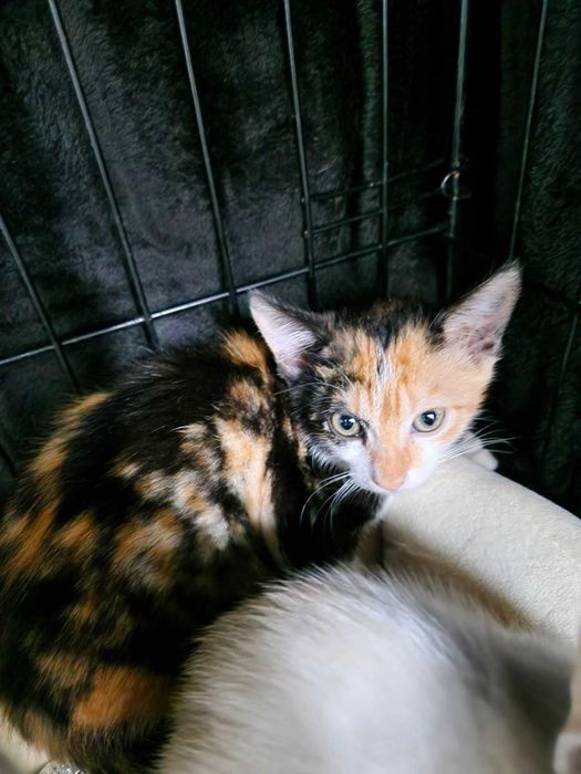 Bebés com cerca de 6/7 meses para adoção responsável