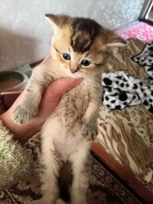 БРОНЬ на котят - шотландские вислоухие