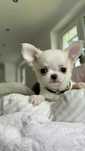 Chihuahua **Super mini**Piesek z Rodowodem. Biel-Cream.
