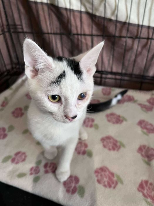 SERNIK I SZARLOTKA - brzydkie małe kotki :(