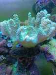 Lobophyton zielony