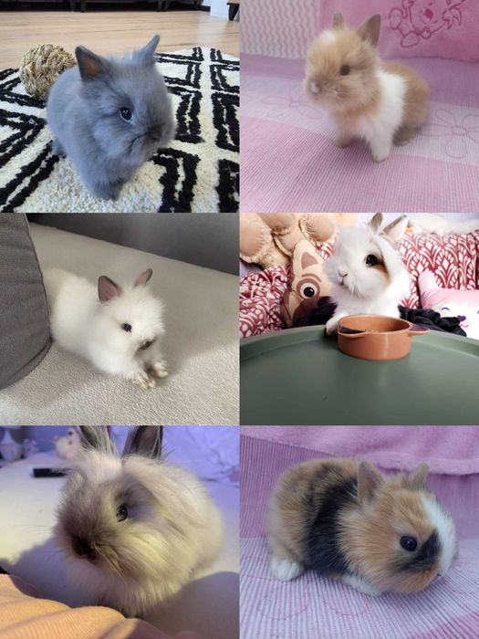 Królik Karzełek Teddy Królik Miniaturka Króliczek Króliczki