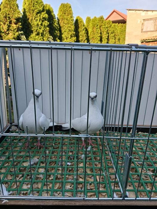 Sprzedam gołębie winerki