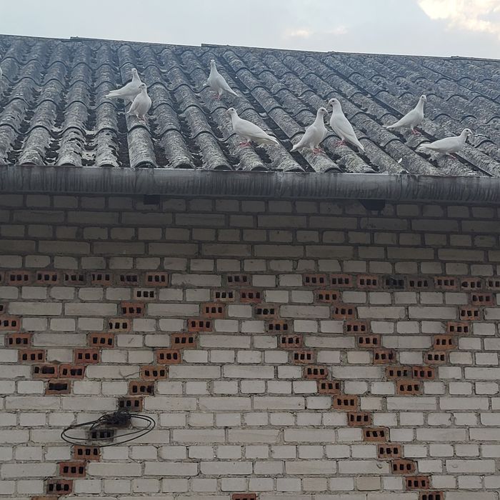 Gołębie białe pocztowe