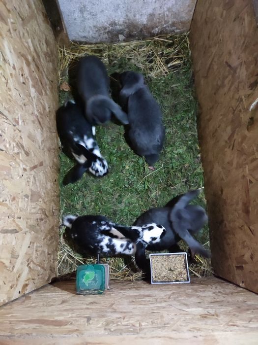 Króliki kalifornijskie i baran francuski