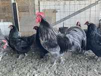 Australorp jaja legowe