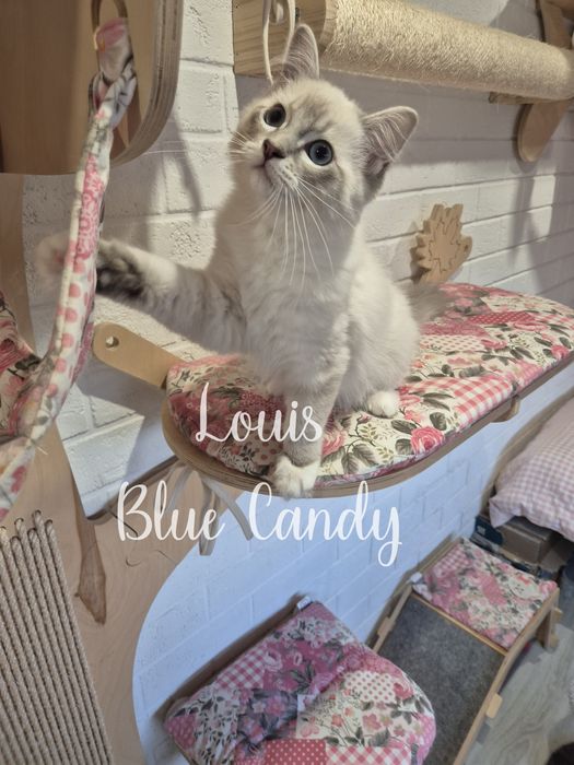 Kot Ragdoll Louis Warszawa FPL Gotowy do odbioru
