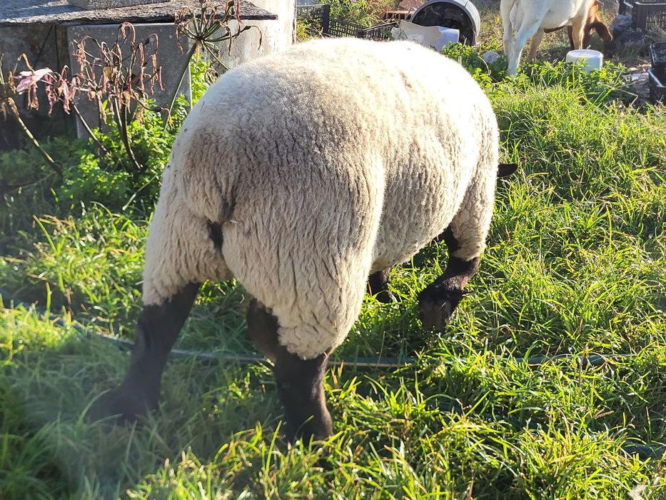Vendo carneiro sulfk