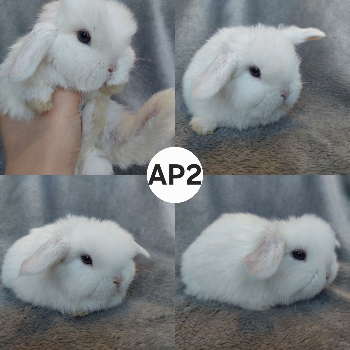 Królik Baranek Miniaturka MINI LOP