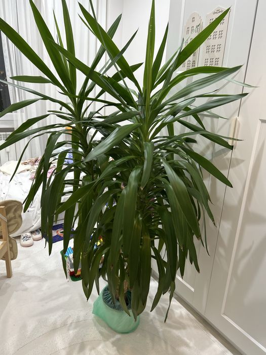 Kwiat Juka 150 cm