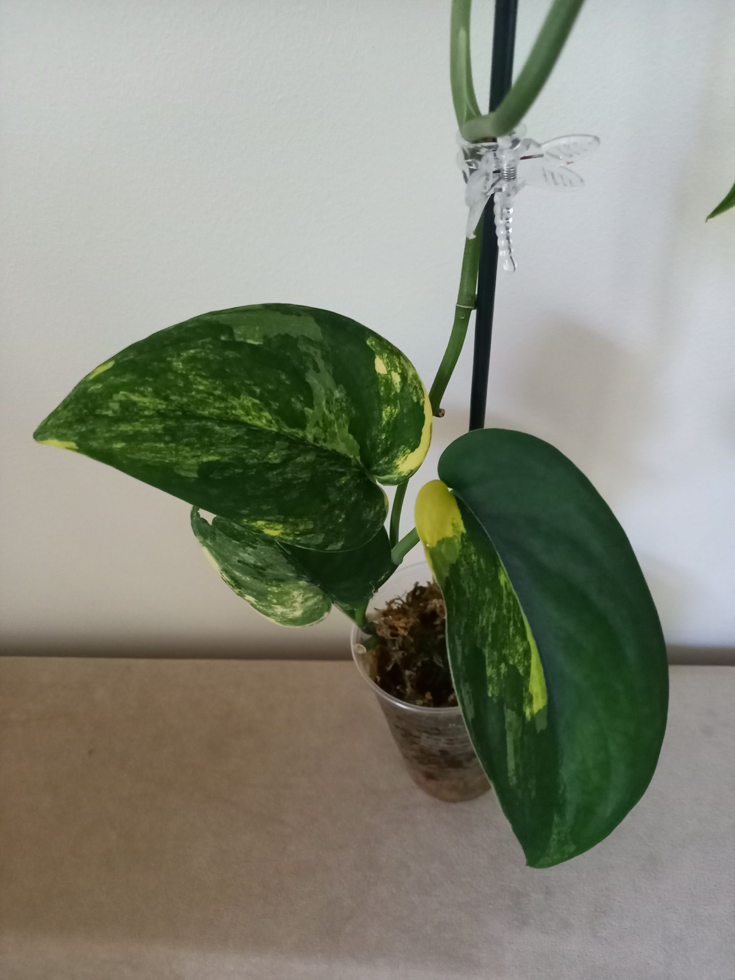 Scindapsus Jade Satin Aurea
