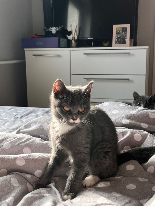 кошенята безкоштовно