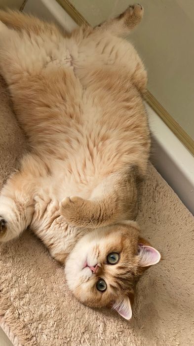 Gata para adoção: British Shorthair