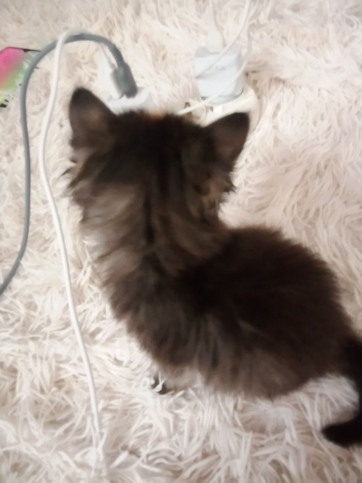 Котята віддам в добрі руки