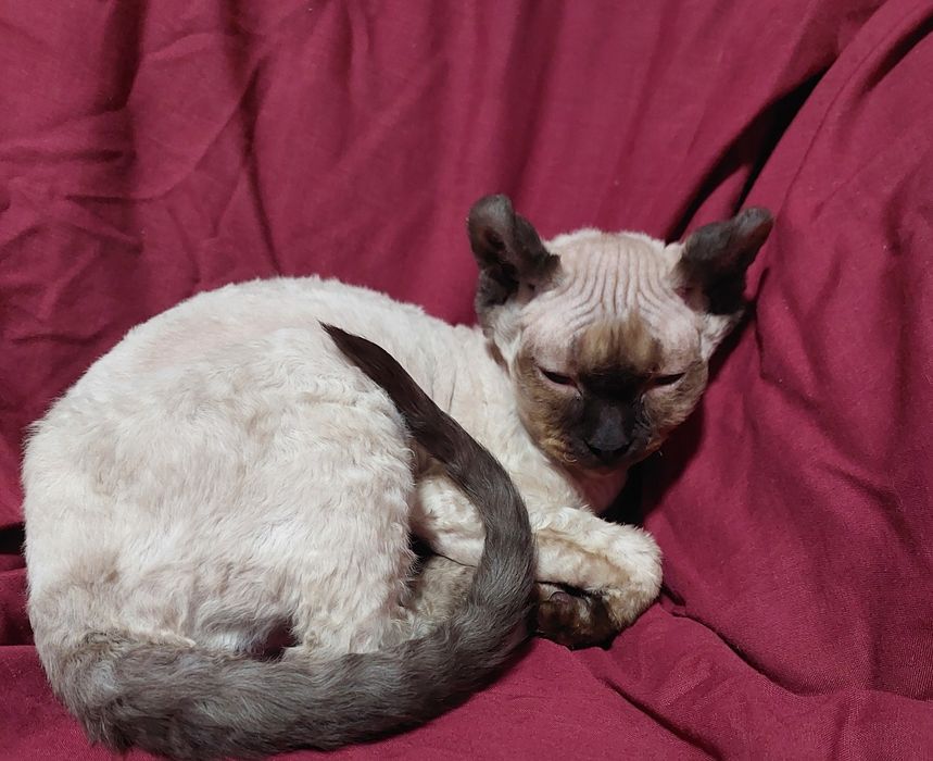 Шикарная девочка канадского сфинкса эльфийка.