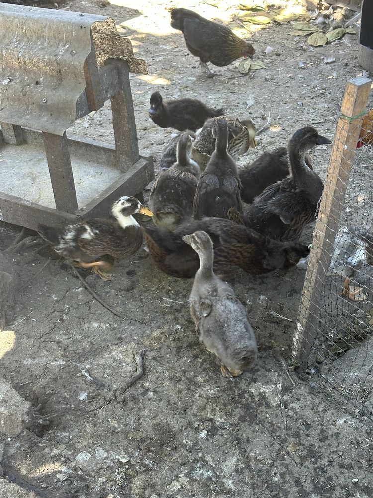 Patos rouen 1 mes