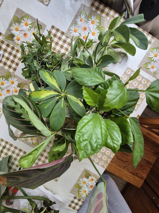 Philodendron silver ukorzenione odnóżki