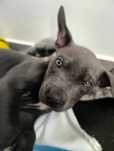 Oddam psa amstaff blue