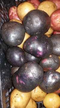 Ziemniaki fioletowe sałatkowe 35-55