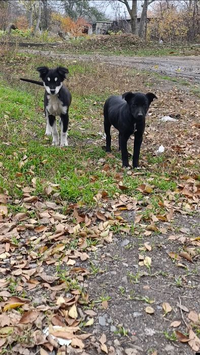 Шукають дім дівчатка