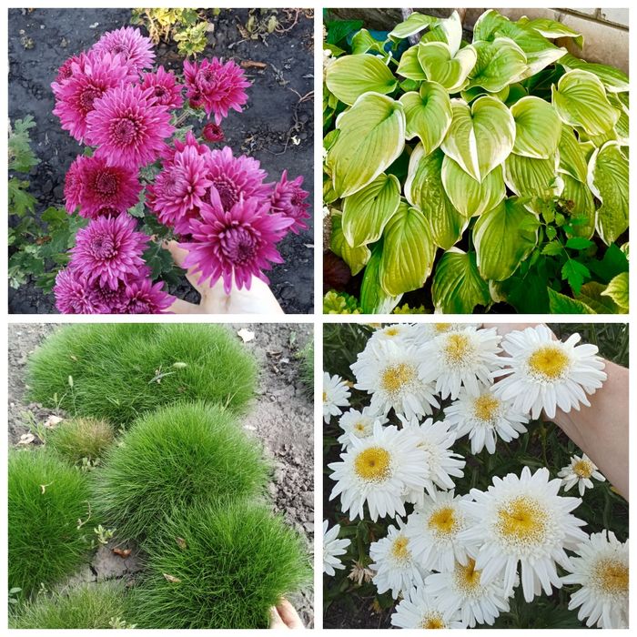 Хризантеми мультифлора корейки очитки молодила хости