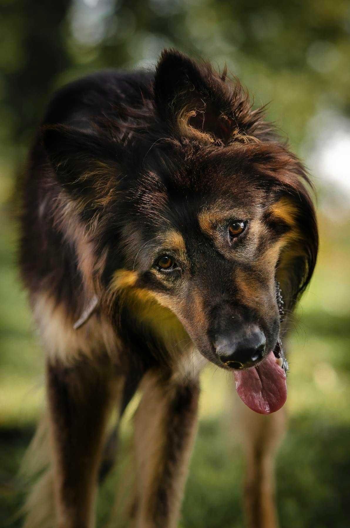 Tranguś czeka na Ciebie jeżeli lubisz aktywnie spędzać czas ADOPCJA