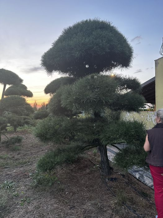 Bonsai-Niwaki formowane sosna cis jałowiec. Laurowiśnia jodła szmaragd