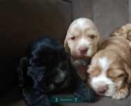 Cocker Spaniel Angielski-Rodowód