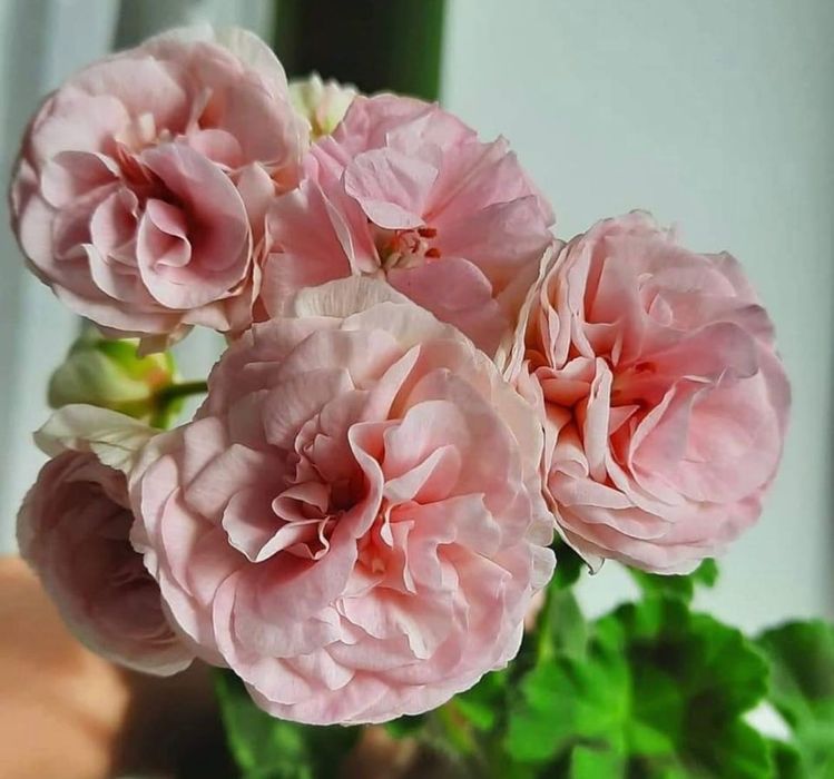 Пеларгонії сортові