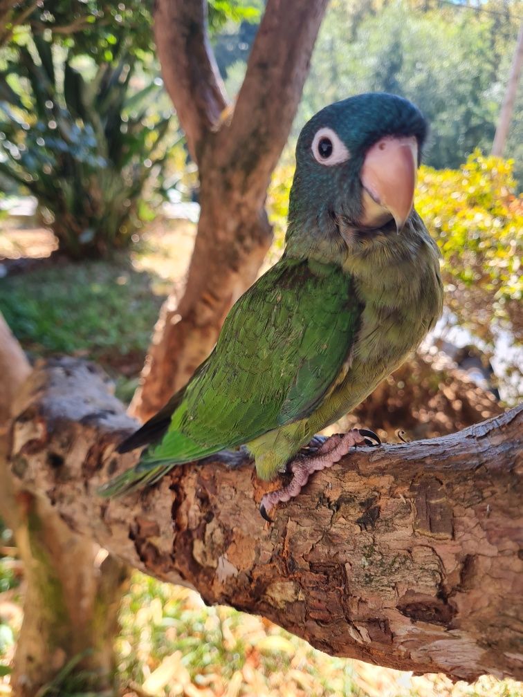 Aratinga acuticaudata meiga