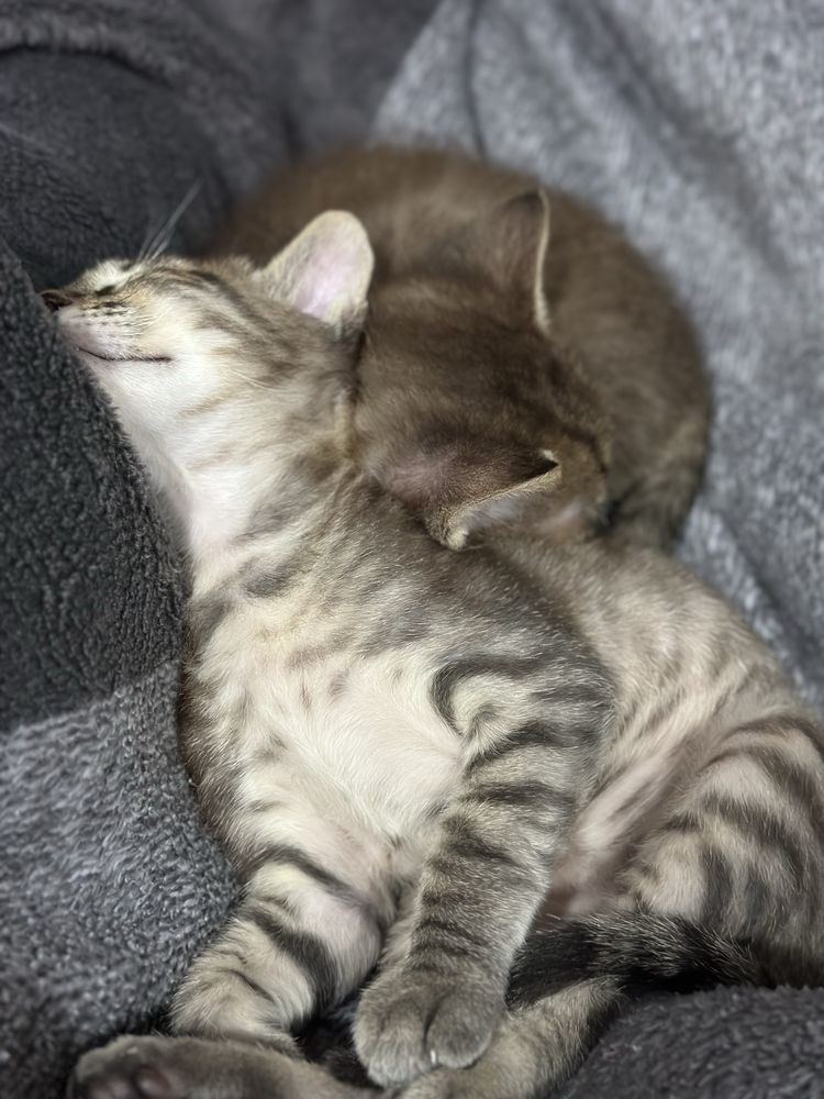 Віддам кошенят котят у добрі рукі