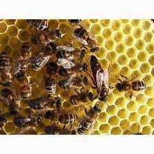 Продам бджолосім*ї  з вуликами та відводки (бджолопакети)