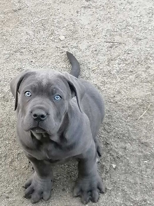 cane corso blekitny szczeniak mocnej budowy