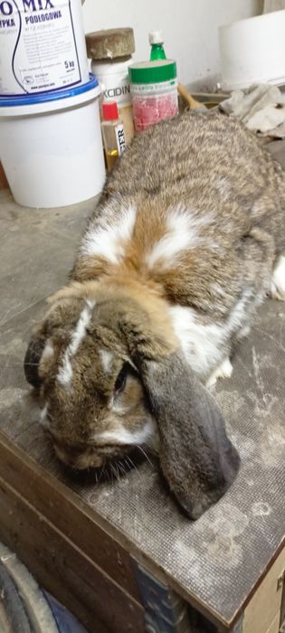 Króliki baran francuski samiec i 3 samice