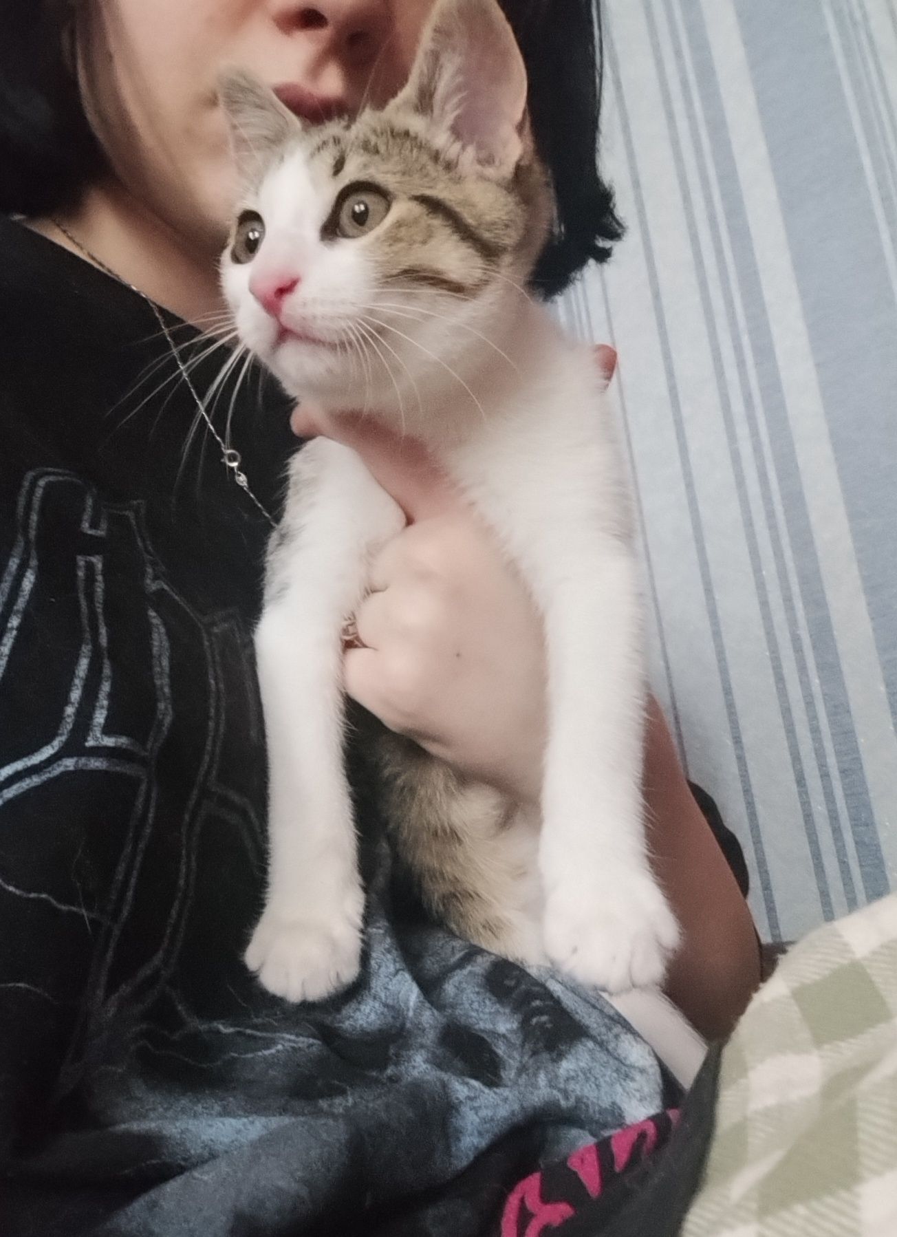 Киця Фіфа шукає люблячу родину