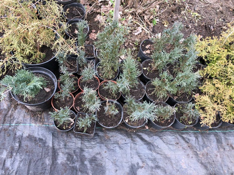 Декоративні рослини