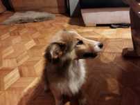 Owczarek szkocki collie długowłosy