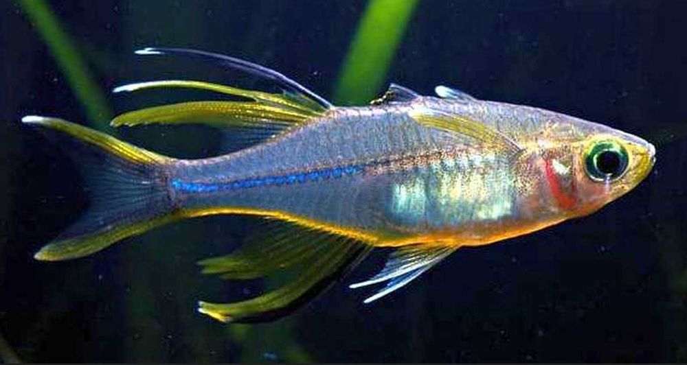 Promienniczka Ladigesa - Marosatherina ladigesi - dowóz, wysyłka