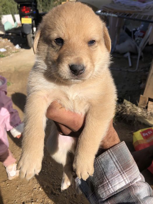 Cães bebés para dar