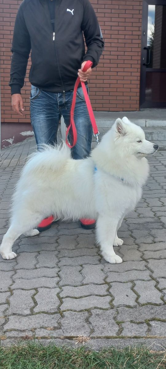 Szczenię samoyed
