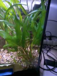 Cryptocoryne wendtii green