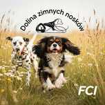 Cavalier King Charles spaniel suczka 11 tyg