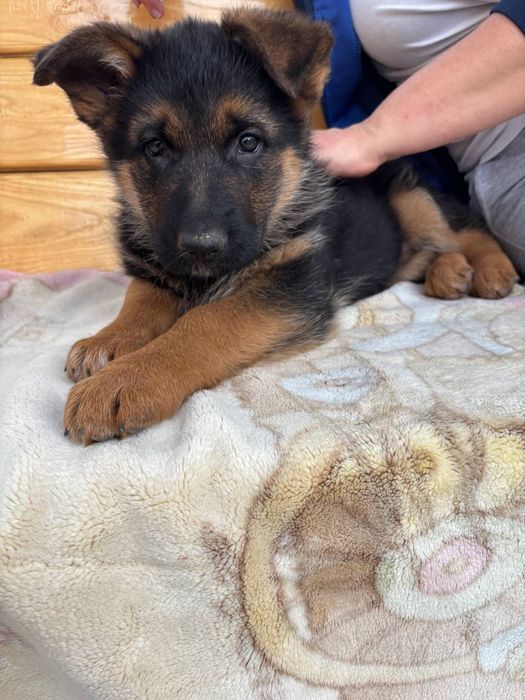 Продається дівчинка породи німецька вівчарка