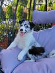 Border Collie Piesek Blue-Merle Śliczny Zaprasza