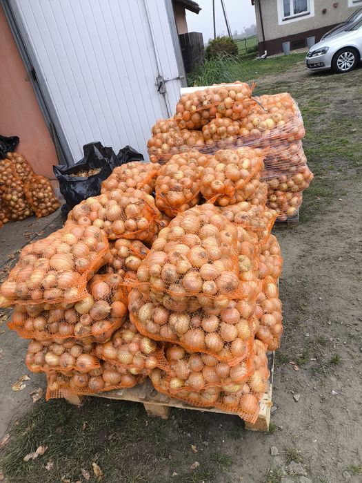 Sprzedam cebulę buraczki z gospodarstwa