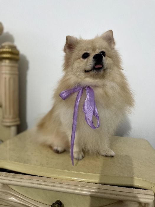 Обіймай і не відпускай  чарівні Померанські шпіци тут!