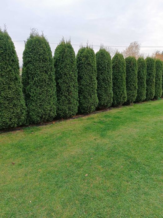 Tuja szmaragd 2.5